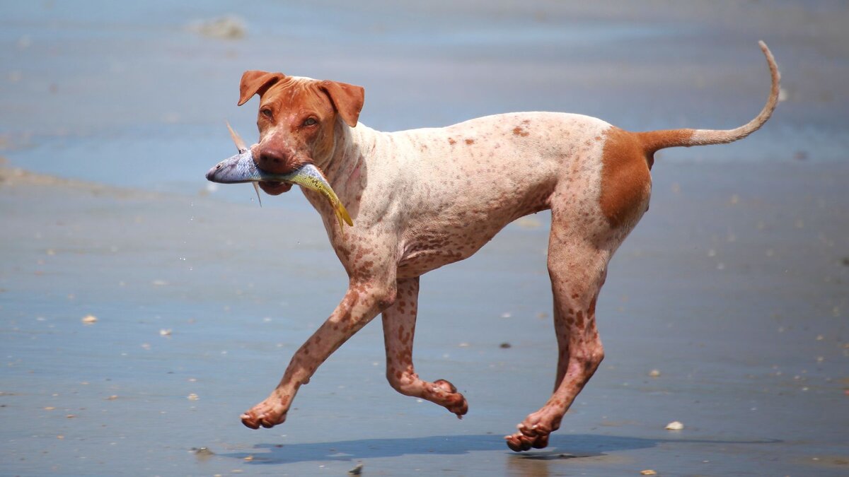 Собака с рыбой 