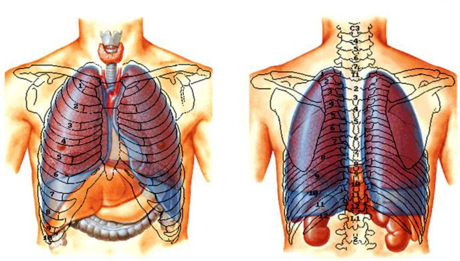 Где у человека находятся легкие показать в картинках с спины