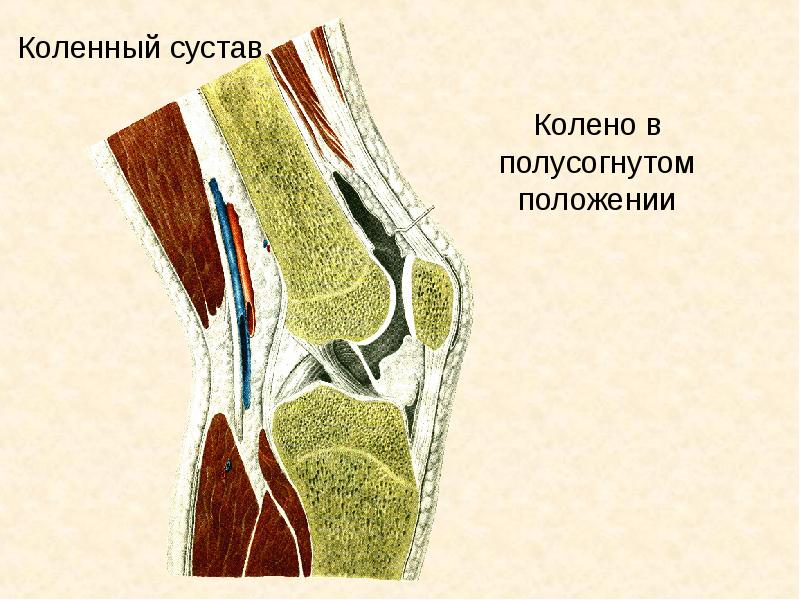 Колена кто она. Коленный сустав. Строение коленного сустава. Соединение коленного сустава. Основные элементы коленного сустава