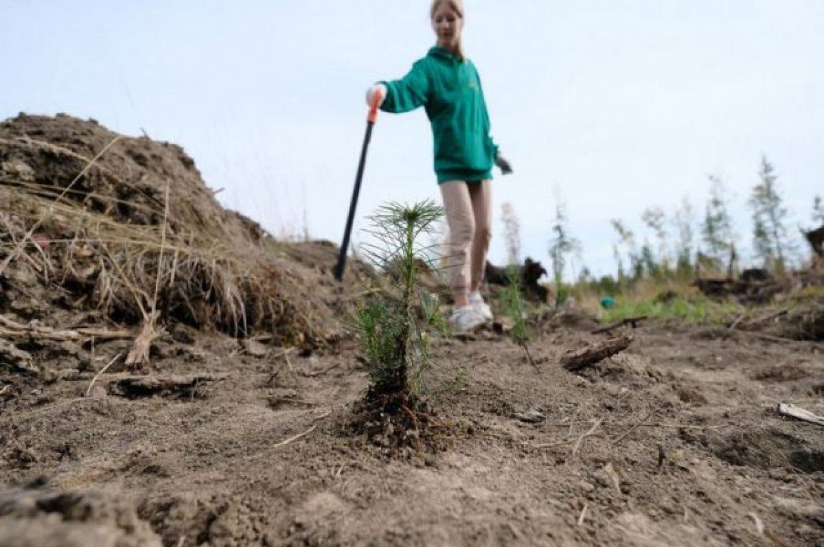    План лесовосстановлению в Свердловской области выполнен на 115%