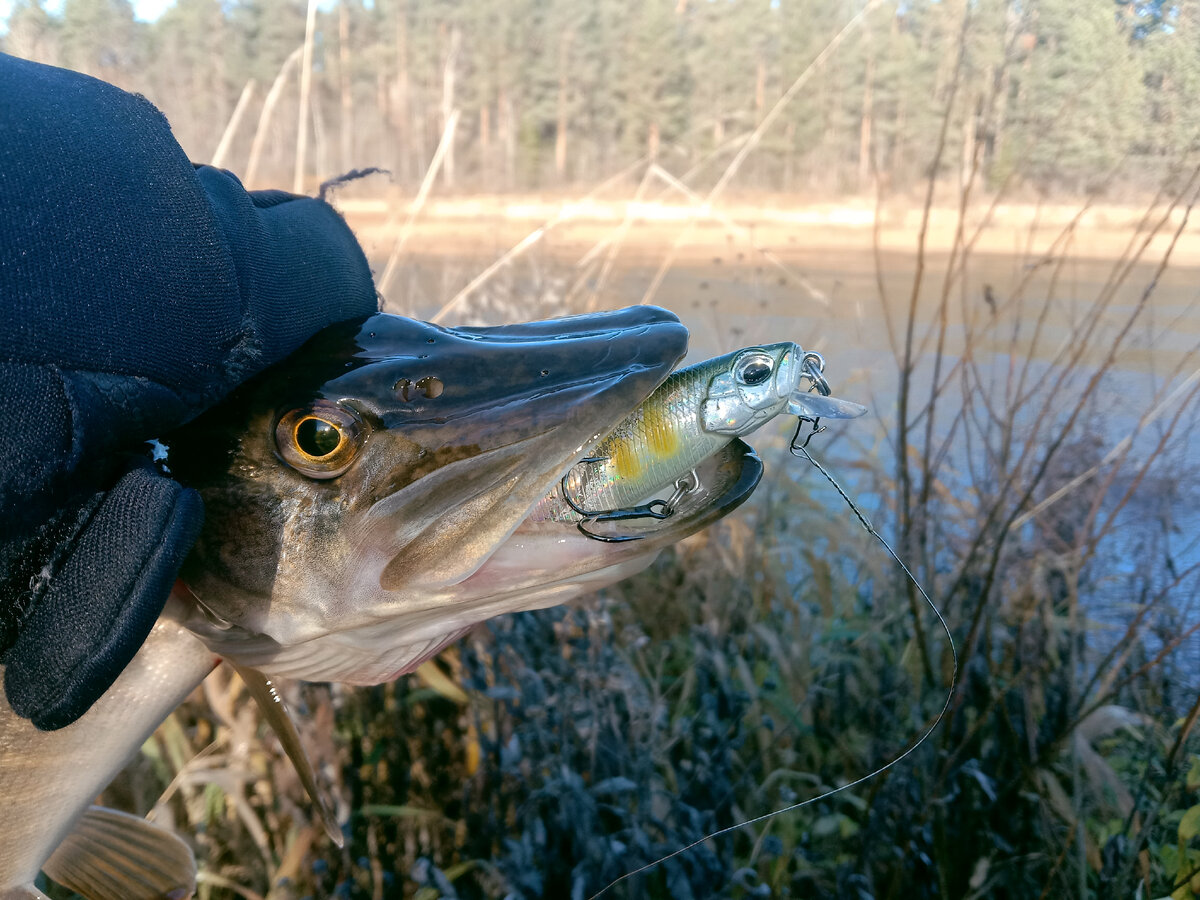 Вот такое шнурье (((