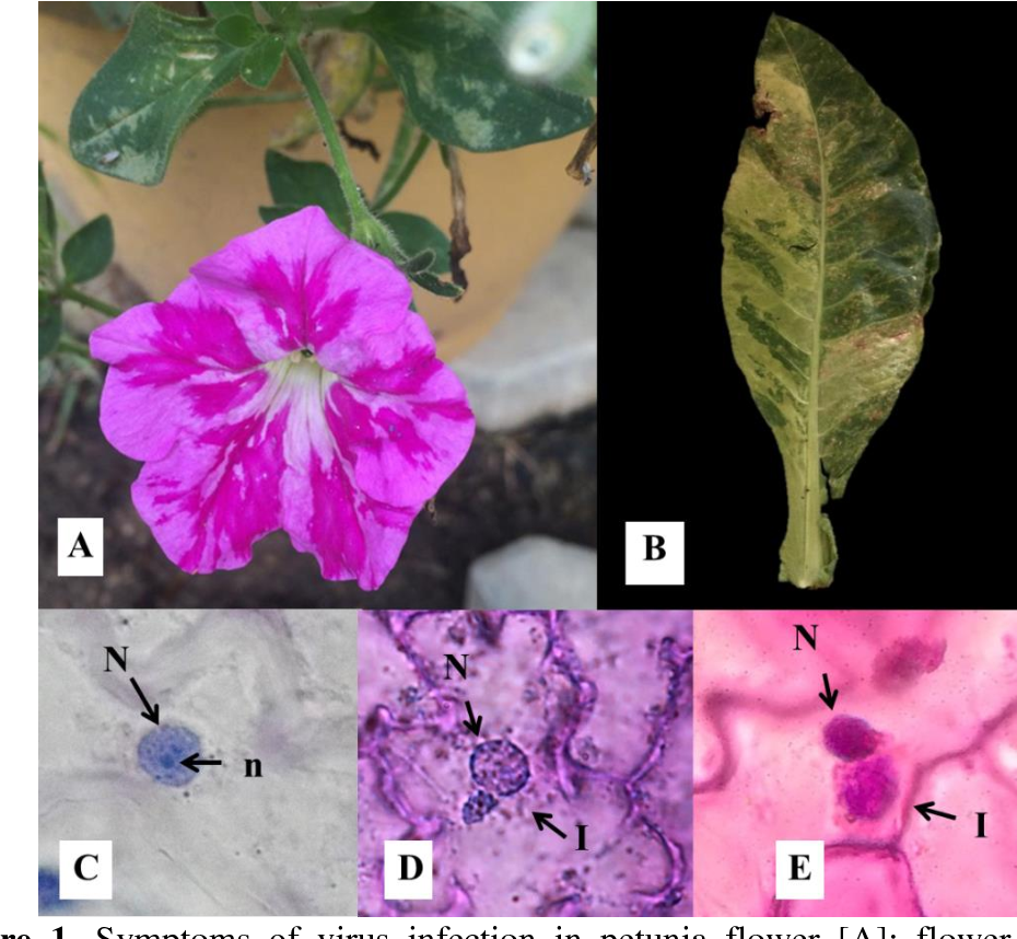 Вирус огуречной мозаики на петунии фото
