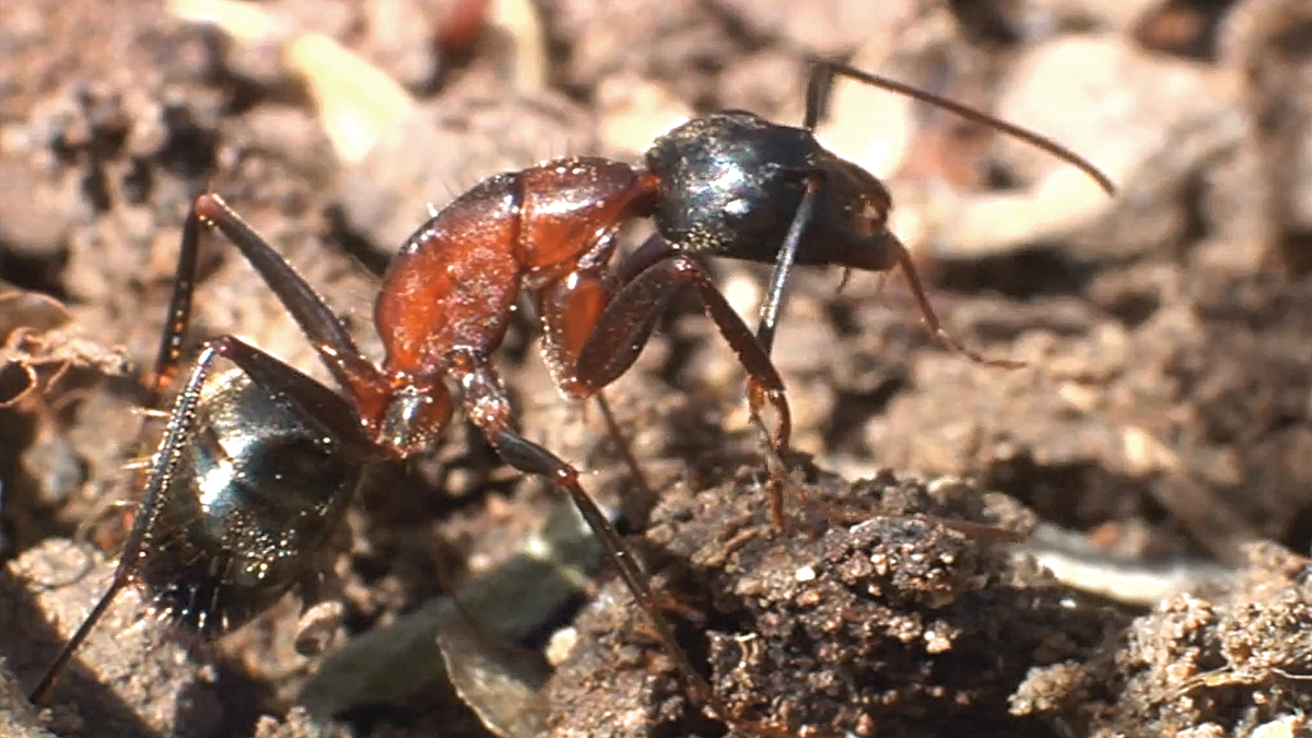 Муравей-древоточец очищает антенну