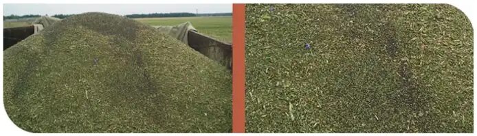 Рис. 1. Засоренность семян рапса в результате плохой подготовки комбайна к уборке (Институт Агрофизики, Польша)