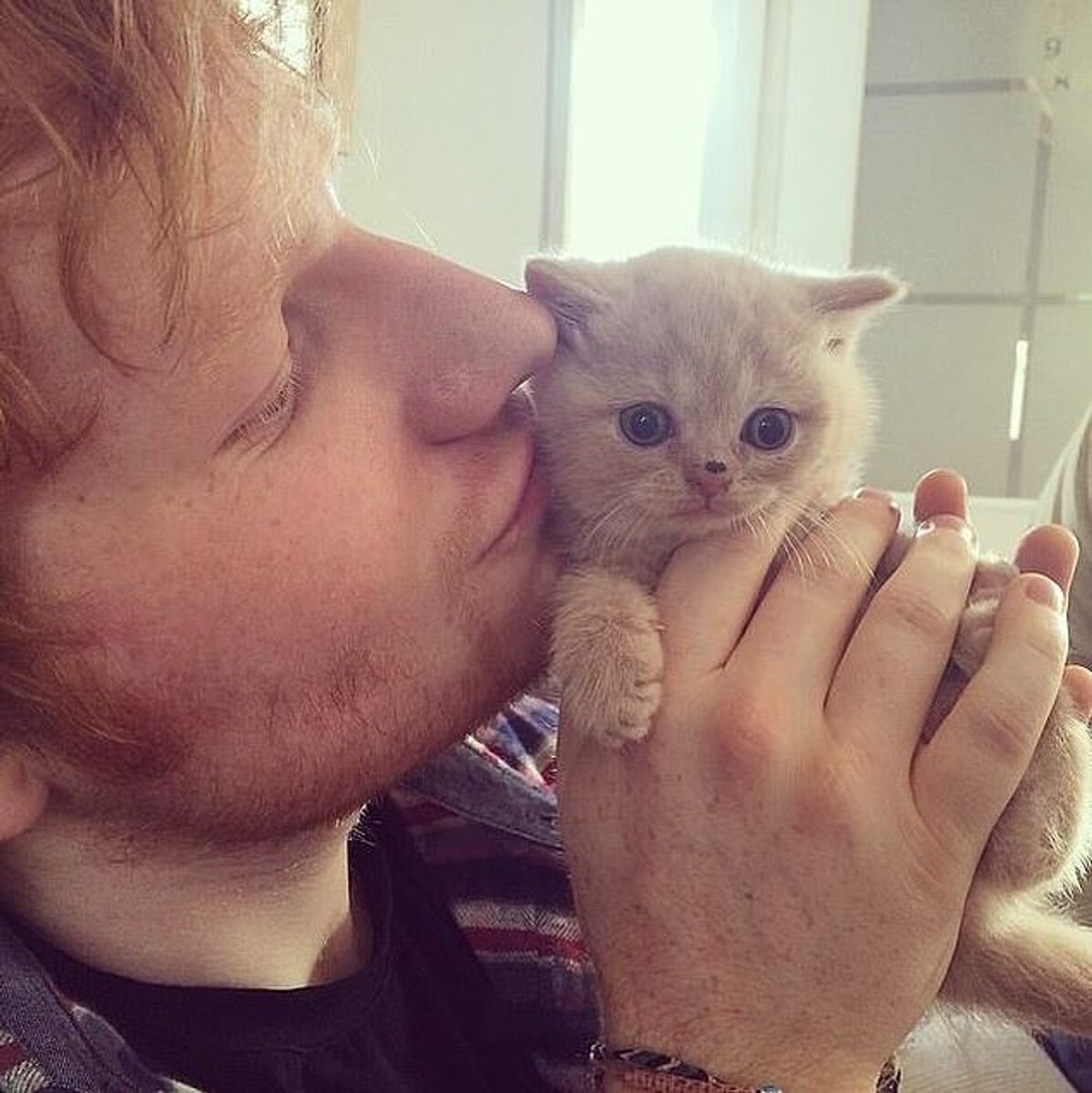    Певец Эд Ширан с шотландским вислоухим котенком Фото: Инстаграм (запрещен в РФ)
