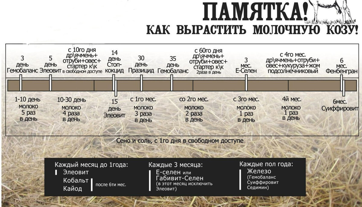 Колоть или не колоть, вот в чем вопрос | Добрая коза | Дзен