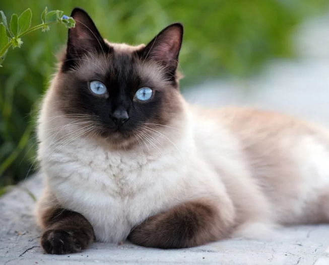 Сиамская кошка: происхождение породы, описание и уход за питомцем. |  KsyuMax | Дзен