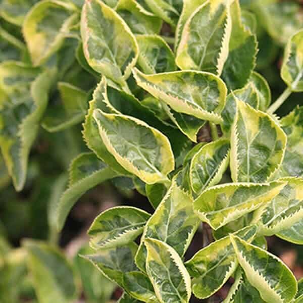 Hydrangea anomala ssp.petiolaris Firefly.
