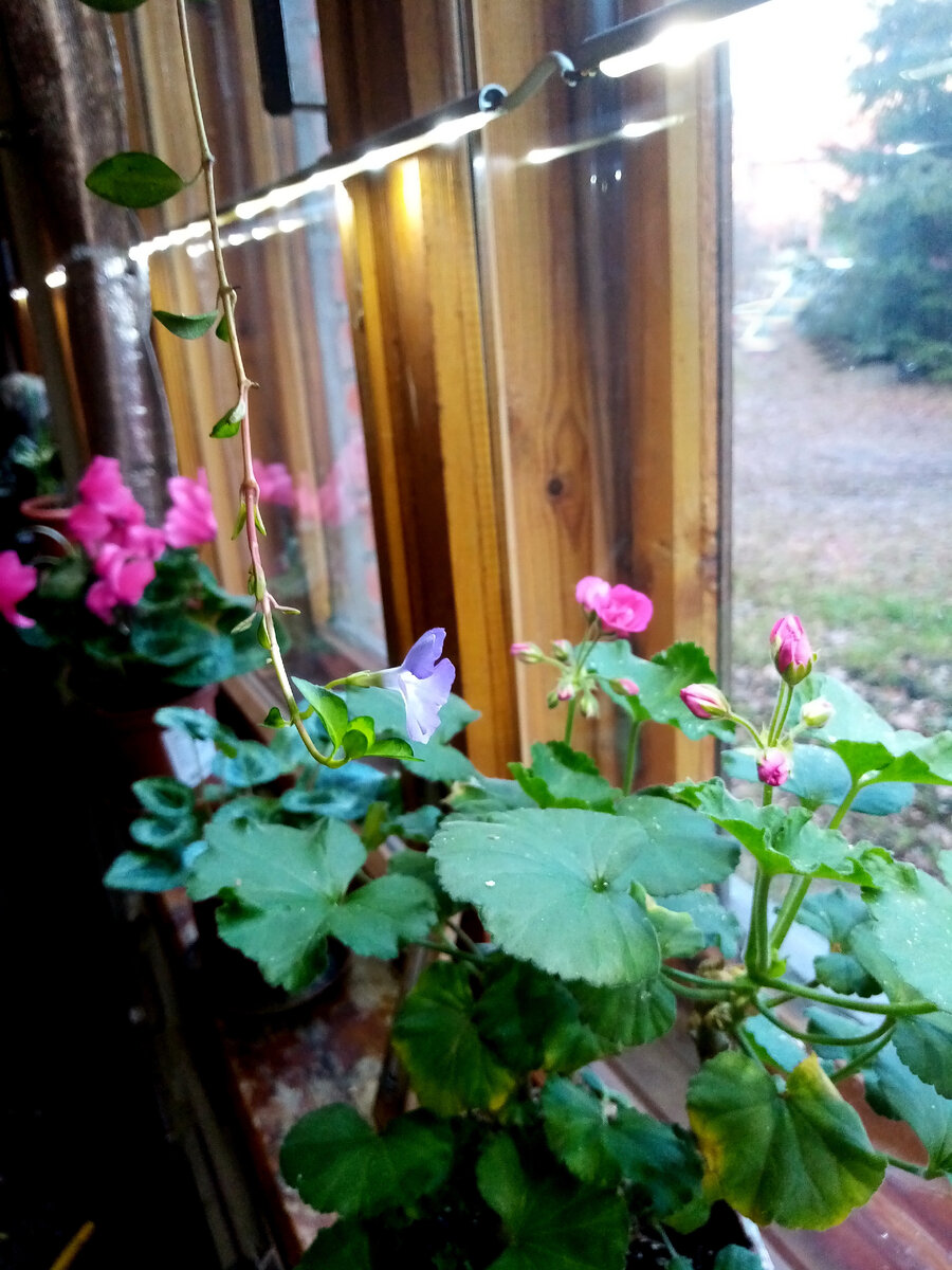 С любопытством смотрит в окно. Фото автора.