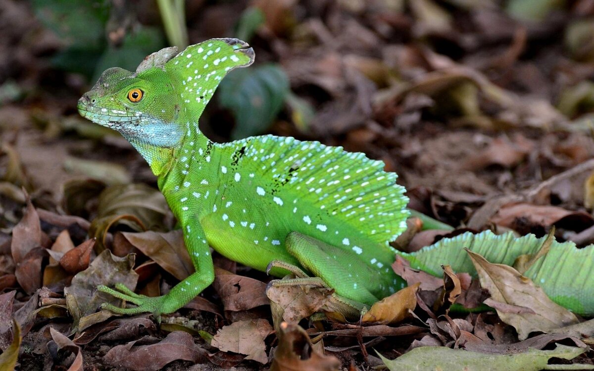 Двухгребневый