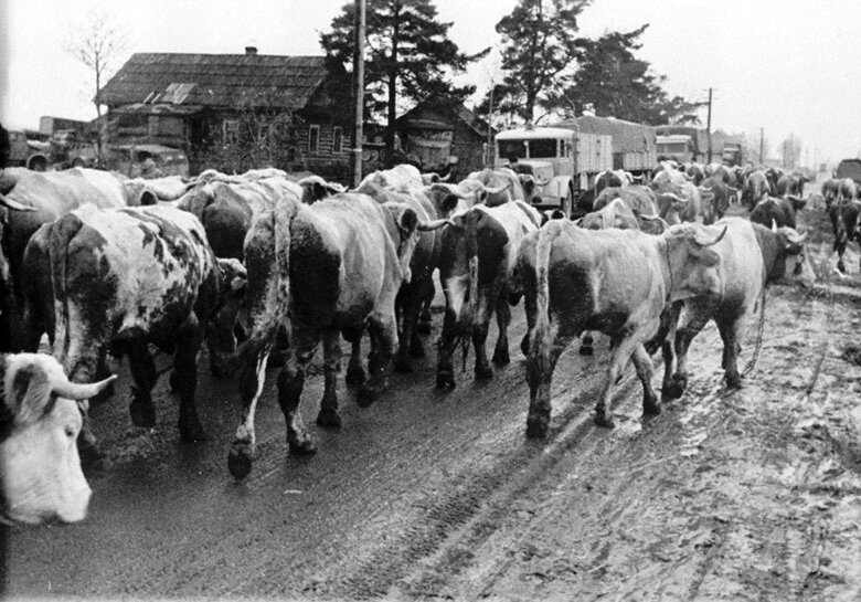 Коровий марш. Эвакуация скота 1941. Коровы в Великую отечественную войну. Подсобное хозяйство в годы войны. Животноводство в годы Великой Отечественной войны.