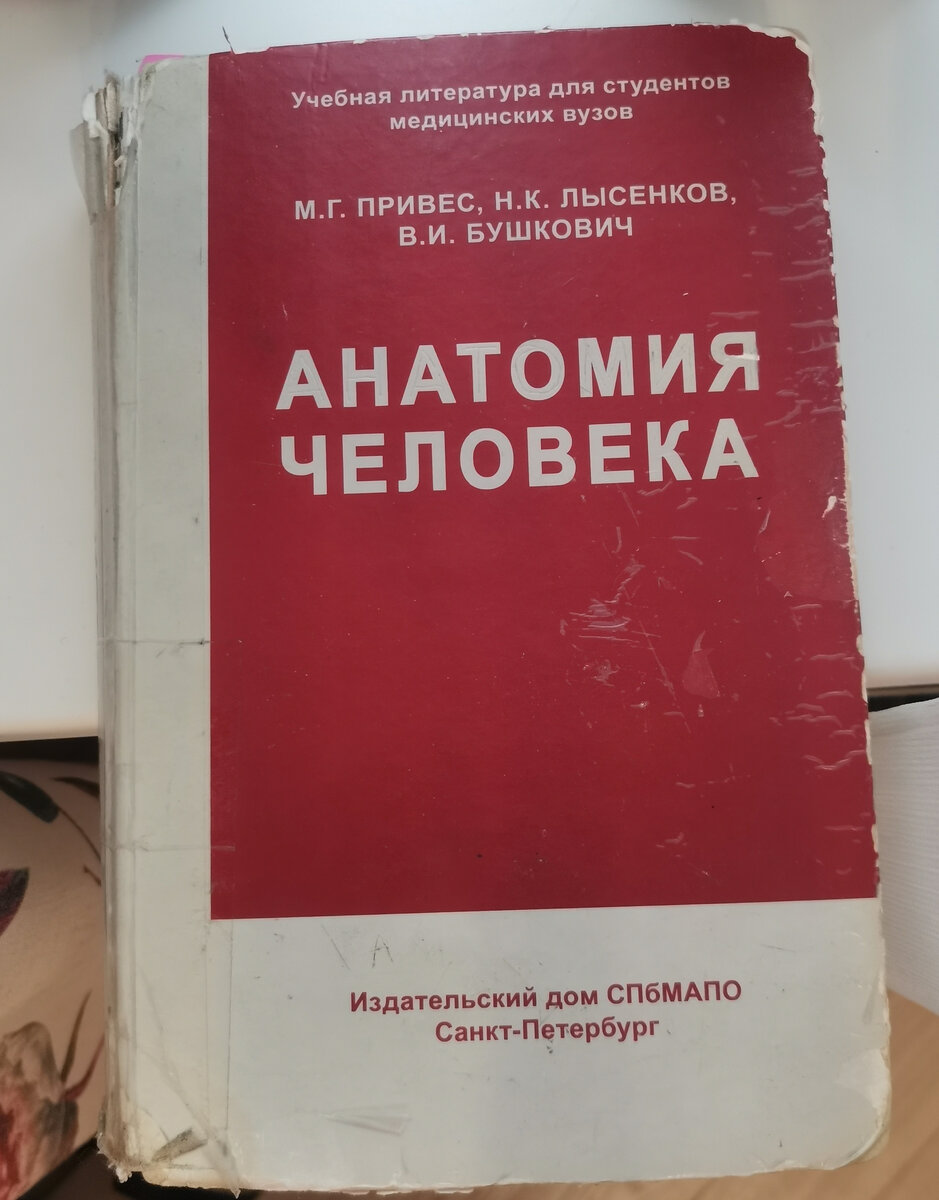 Как учить анатомию в меде (1 семестр) | Блог студента-медика | Дзен