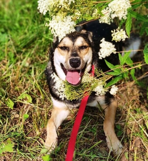 Дафна.