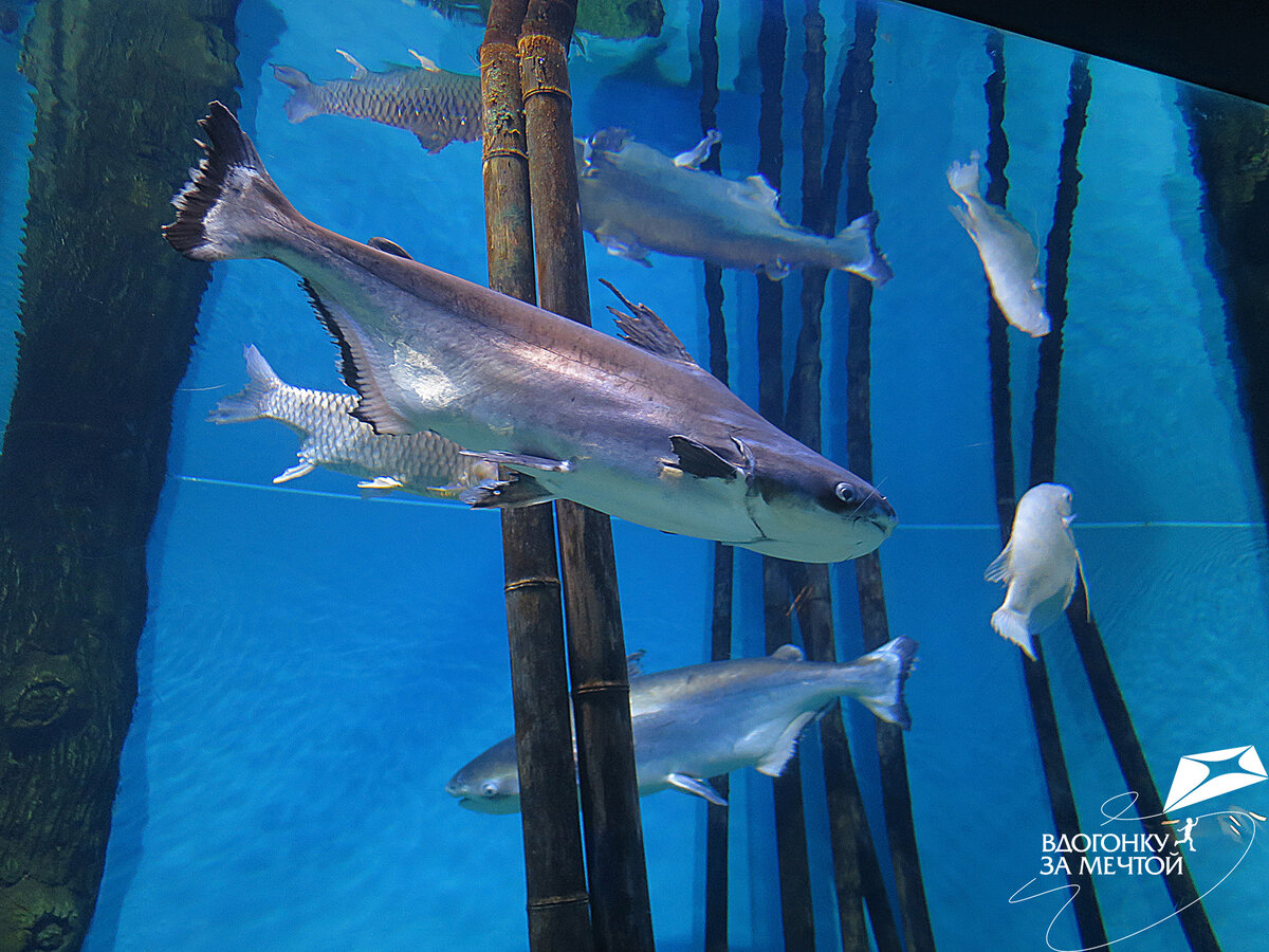 Пангасиус (акулий сом) / листаем фото
