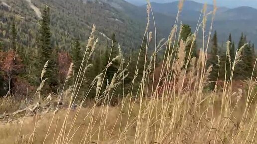 Отрывки воспоминаний | Ветерок обдувает, тепло, кузнечики трещат и ...