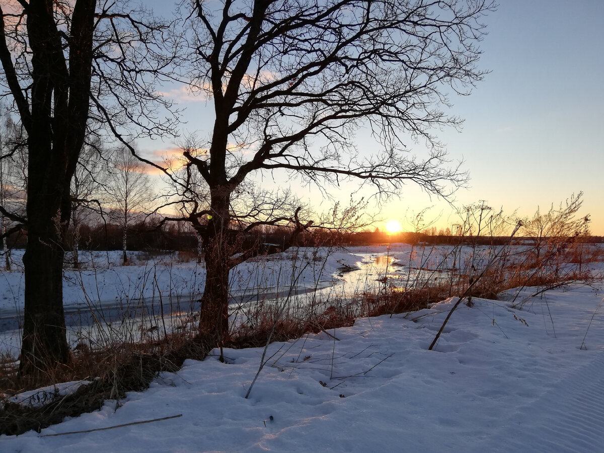 дубы у р.Сежа, март 2022