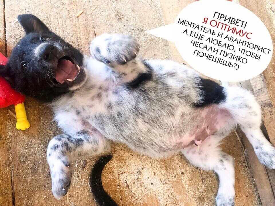 Маленький Оптимус