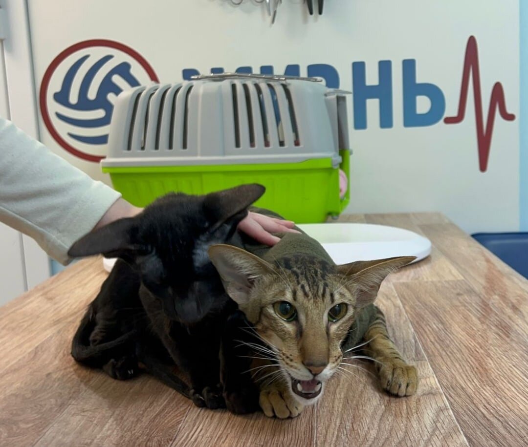 Ориентальные кошки на приеме у ветеринарного врача в ветклинике в Калуге "Жизнь"