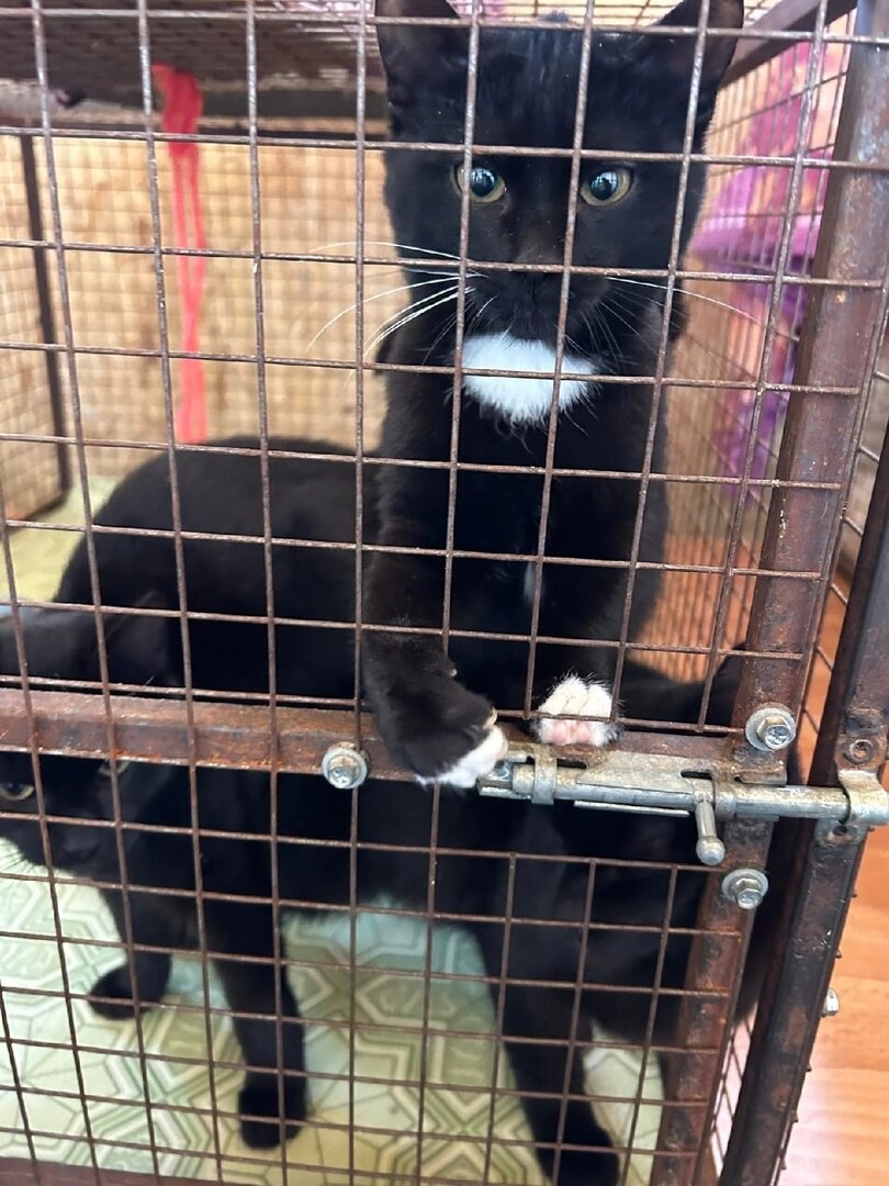 Кошачий приют в Чернушке. Положение дел на сегодня. Не все лекарства  куплены! | ирина деккер | Дзен