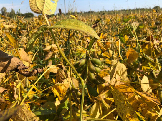     Площадь сельхозугодий выросла в Хабаровском крае. ФОТО: правительство Хабаровского края