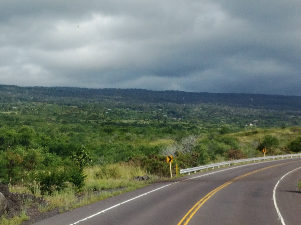 Буйная растительность