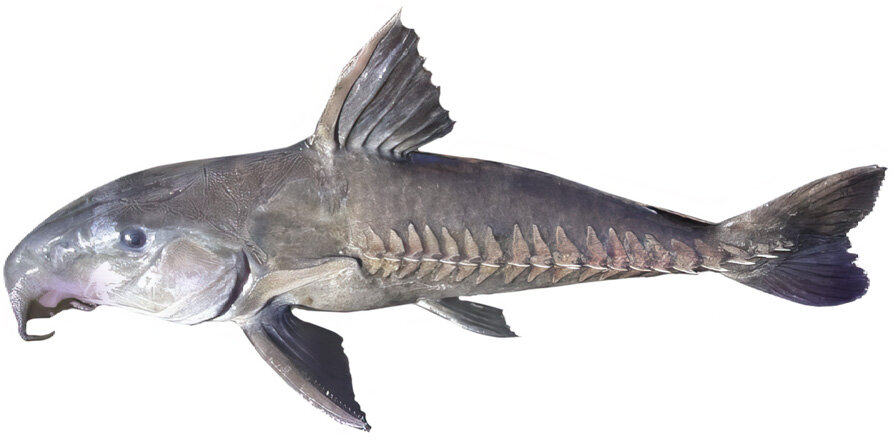 Oxydoras niger