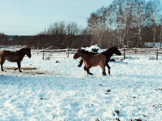    Фото: МК в Туле