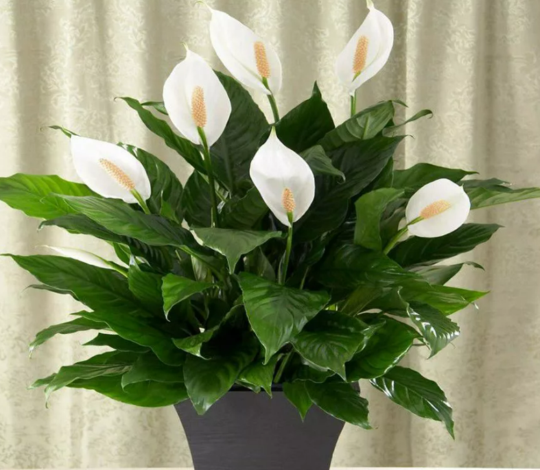 Фотография взята из источника 2sotki.ru