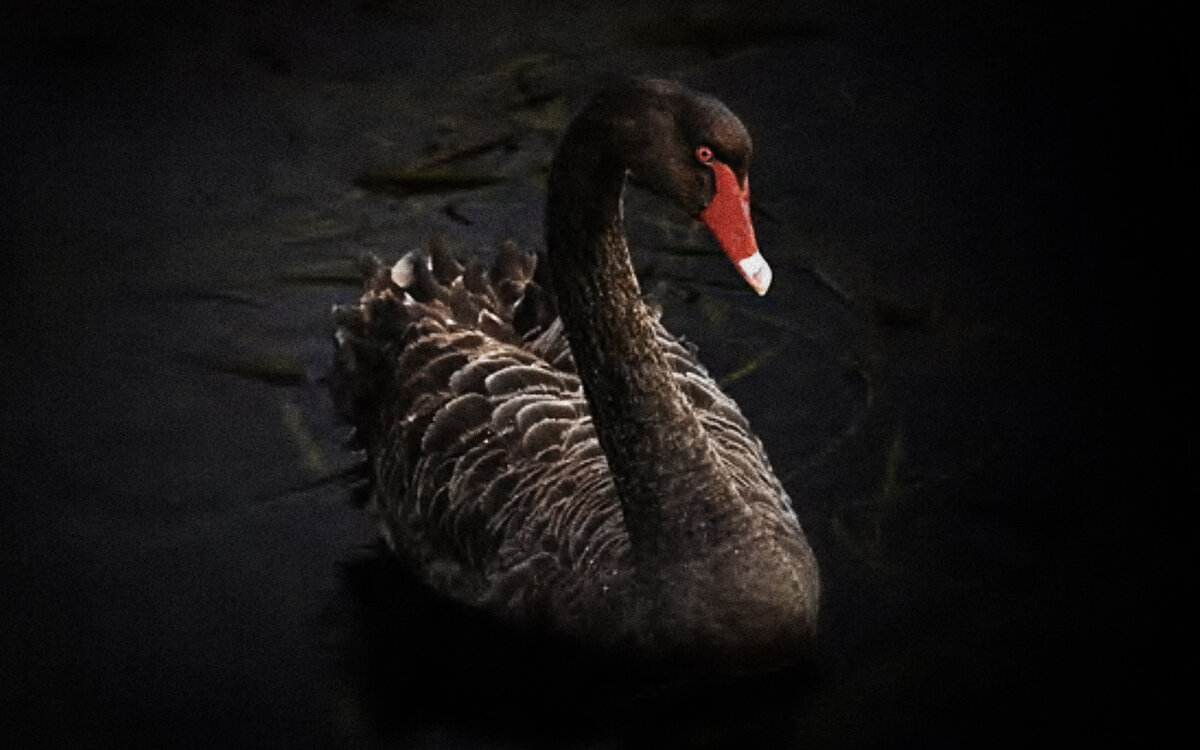 Фото черного лебедя, для сайта знакомств.