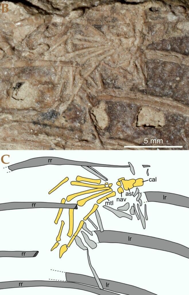    Конечность млекопитающего легко различить в центре снимка окаменелости (вверху); внизу показано расположение костей / ©David Hone et al., 2022