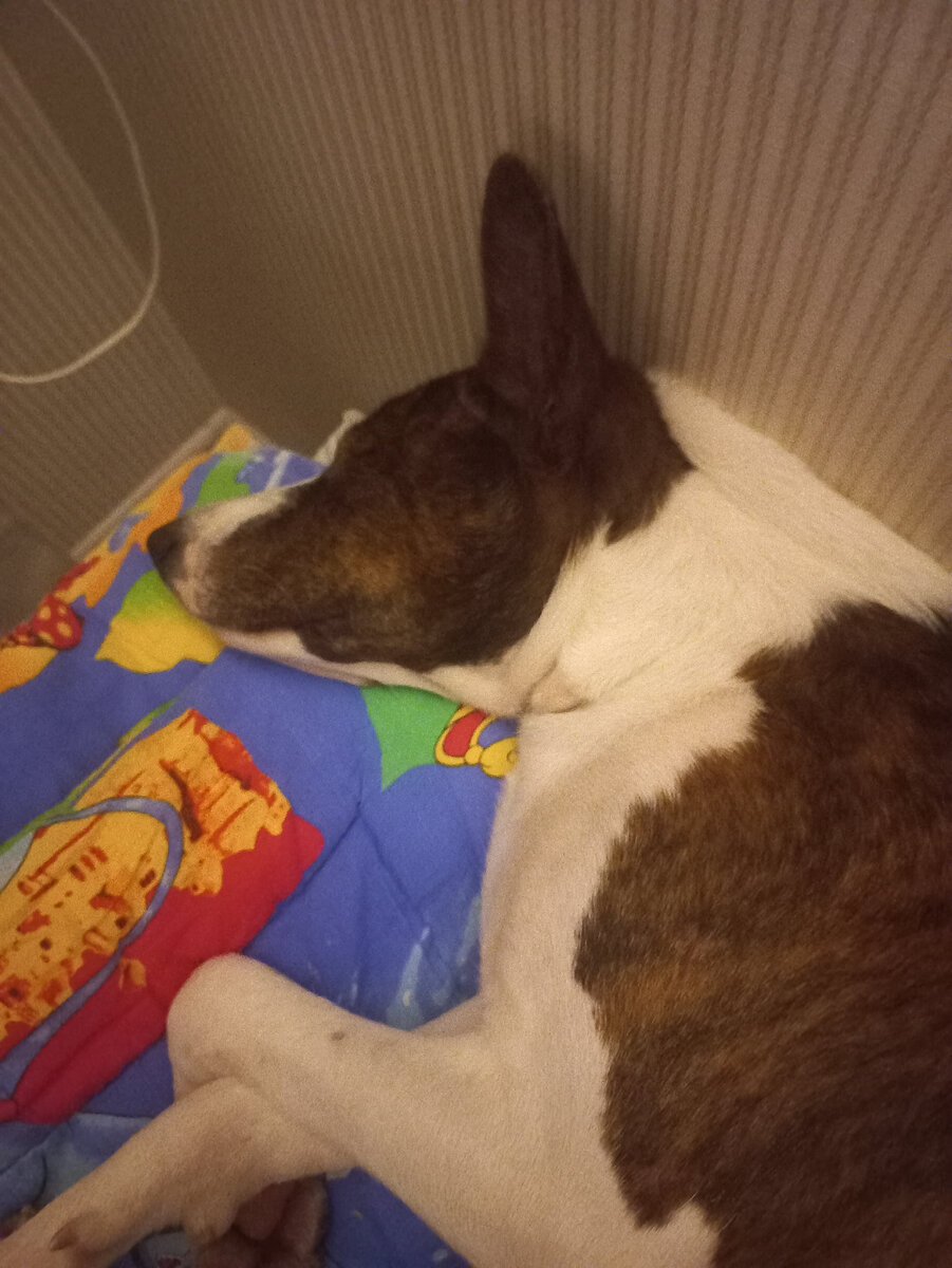 Небедокурит и сладко спит. Фотография автора 