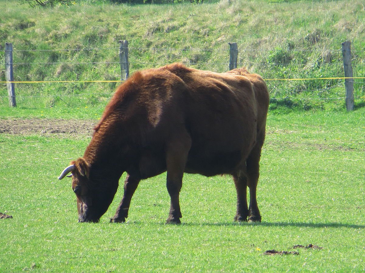 Сейчас красная горбатовская порода коров – на грани исчезновения. А ведь ее создавали на случай ядерной войны!-2