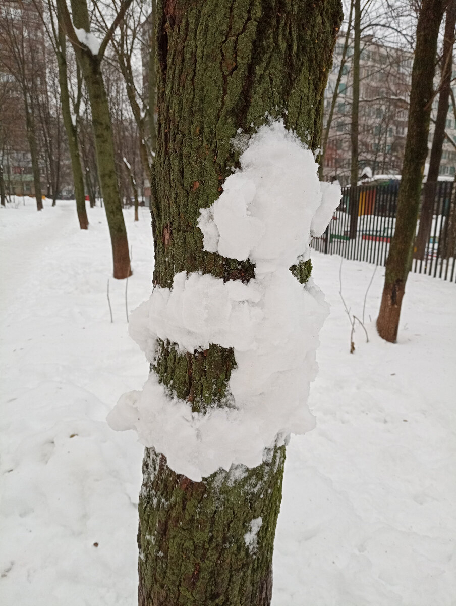 Медведь. Похож? На дерево лезет