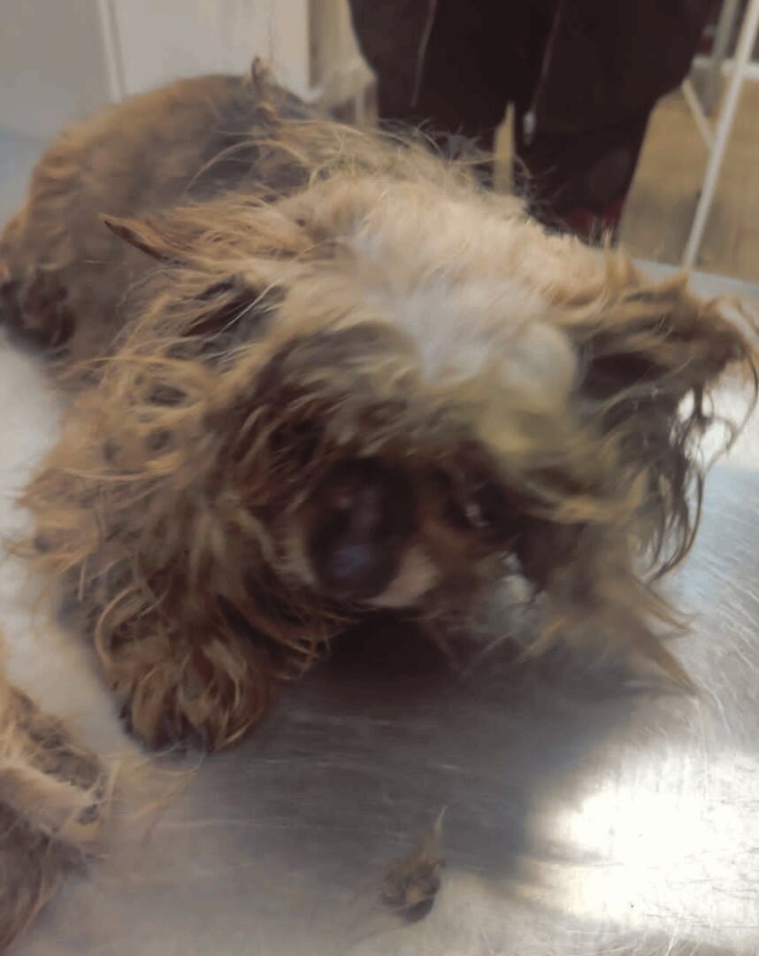 Вот оно, несчастное чудо-юдо.