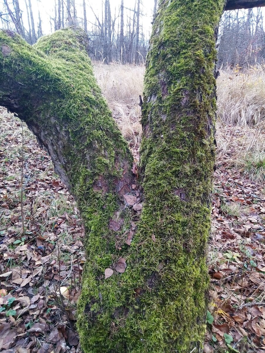 Пример нешкольной математики. растет вроде из одного корня ...