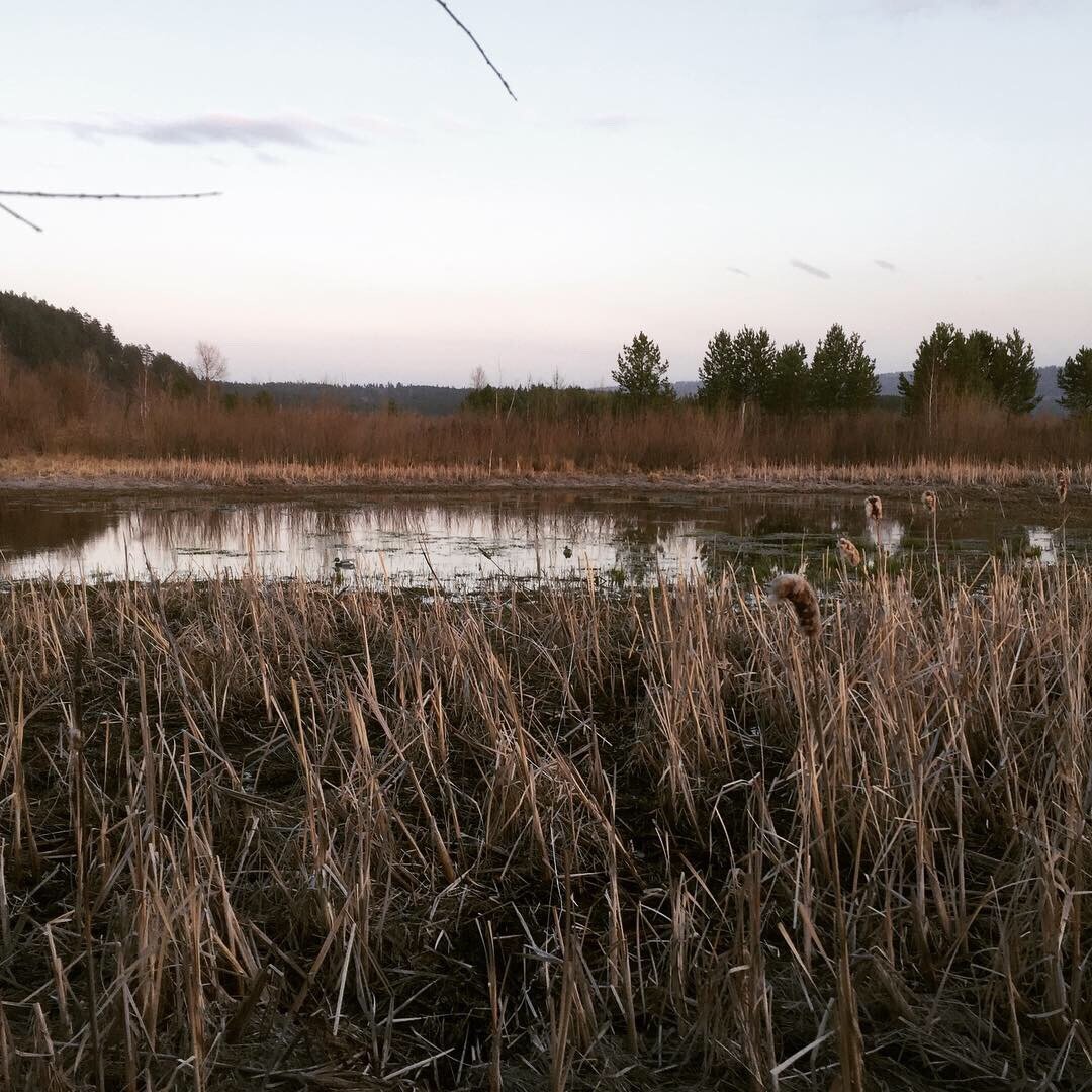 А болотец и торфяных залежей у нас в России хватает...