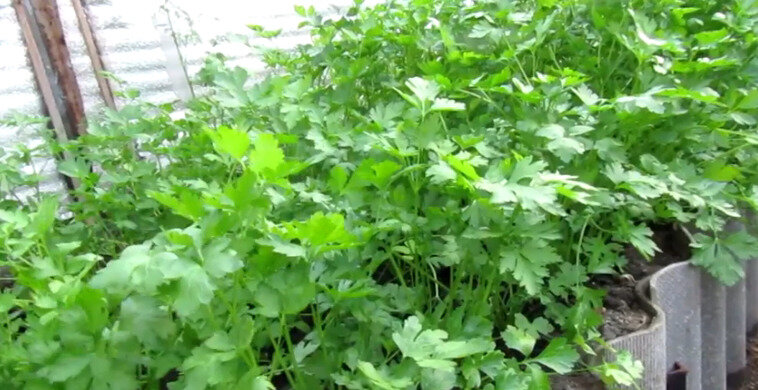 Петрушка в теплице