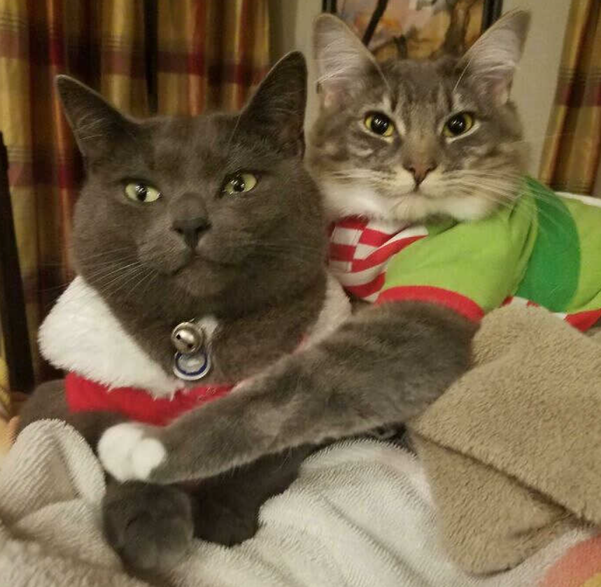 лучшая рождественская фотография