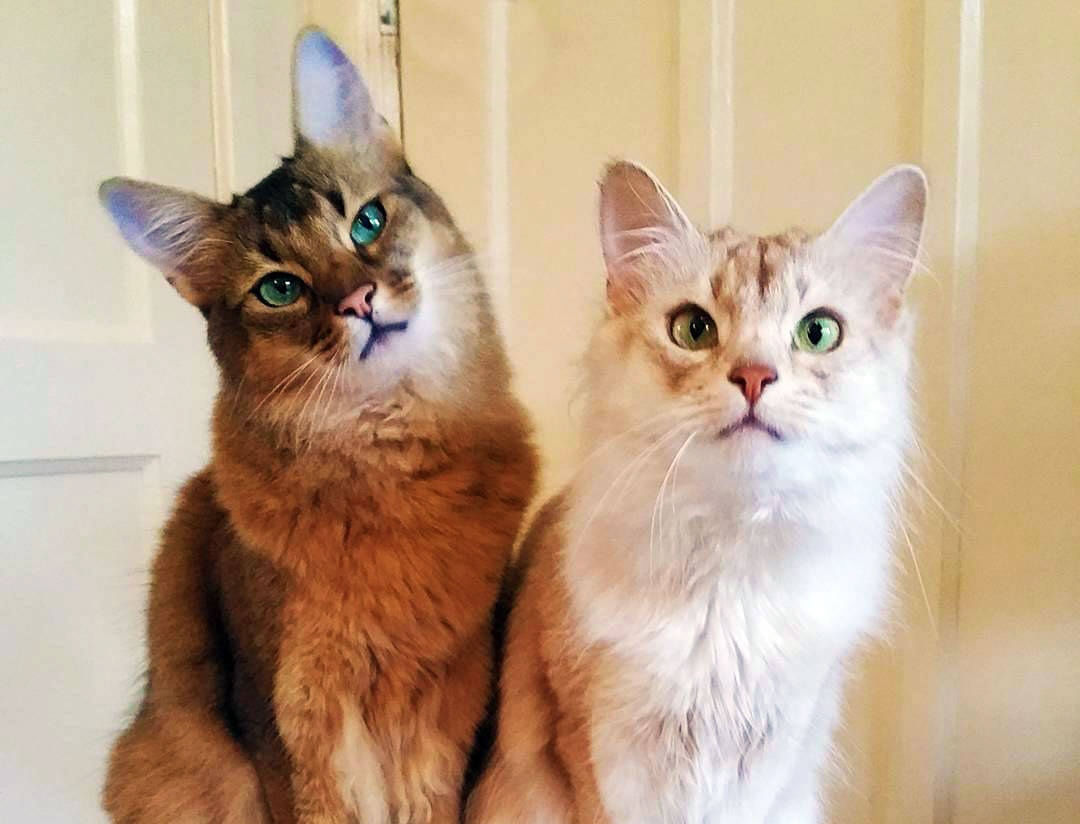 Как отличить кота и кошку фото