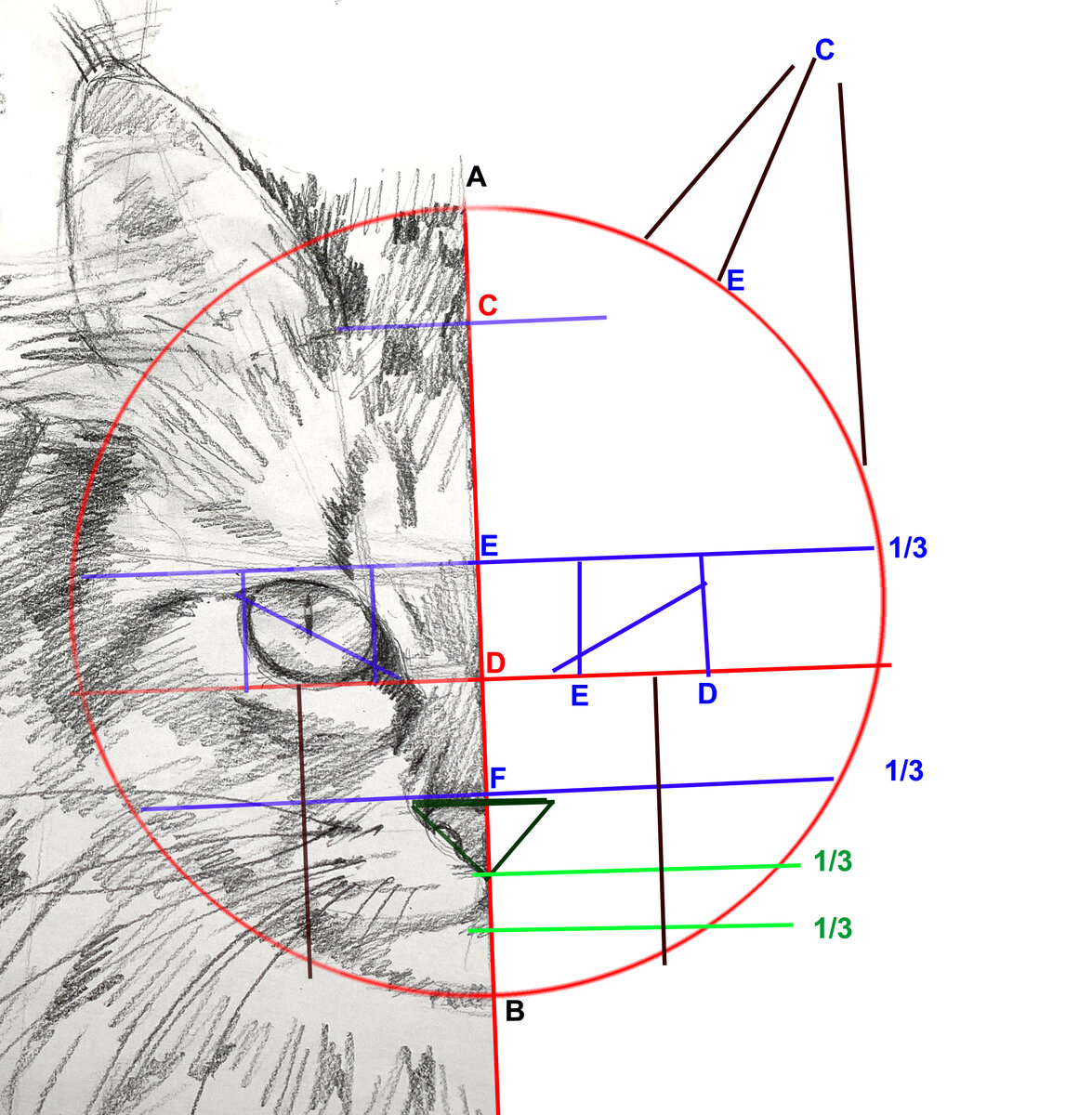 Как рисовать кошачью морду