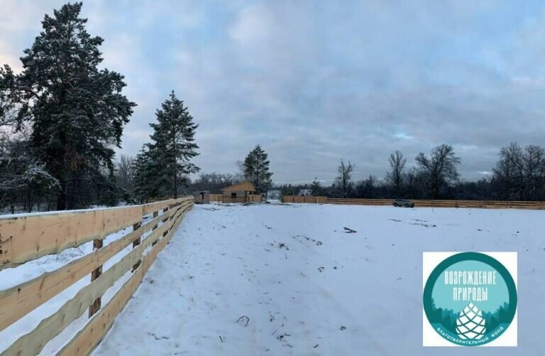    В Бузулукском бору вместо сгоревшего появится новый лес Кристина Просвиркина