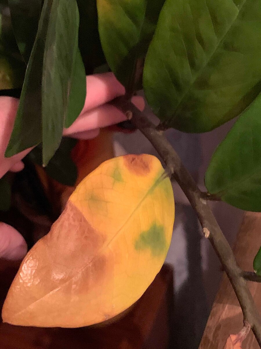 Почему желтеют листья у замиокулькаса и что делать