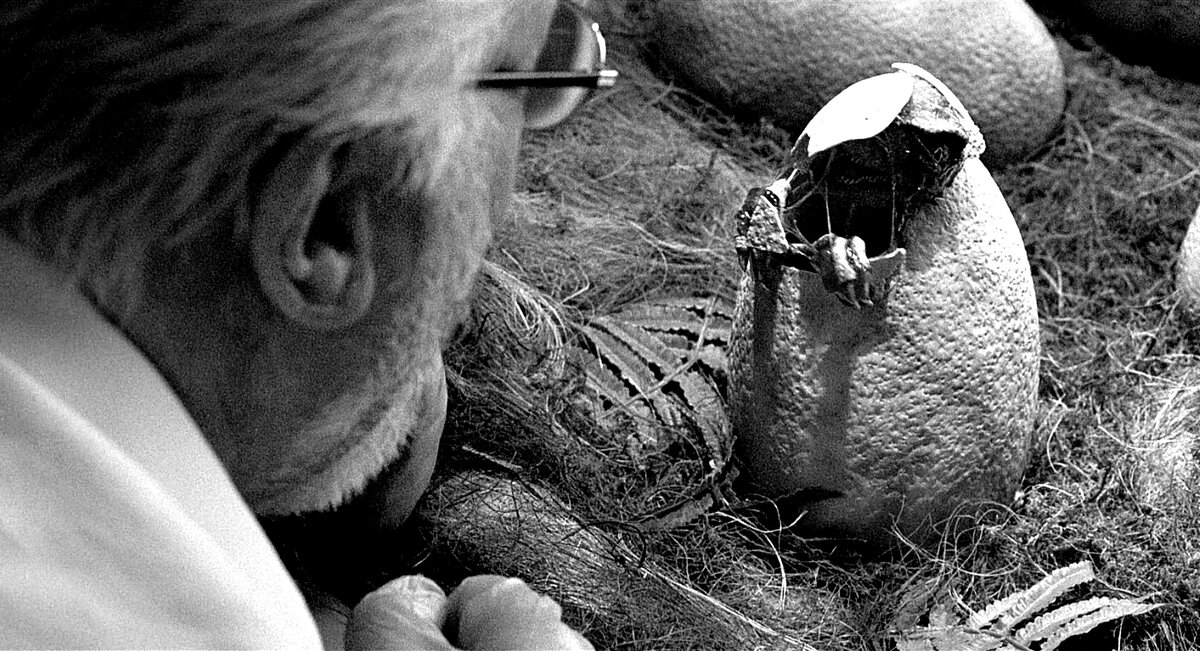 Разорить гнездо - самый простой способ получить пищу в условиях дикой природы