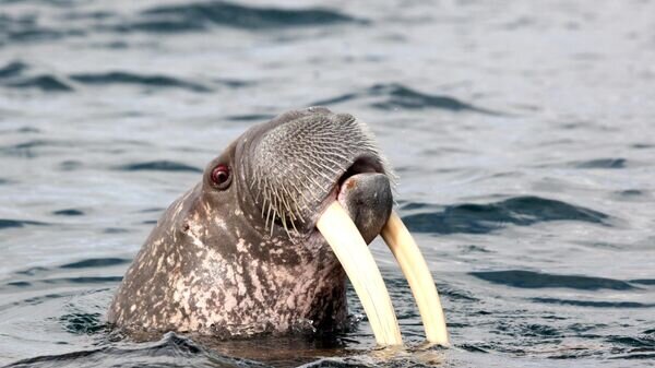   © Sputnik / Илья Питалев