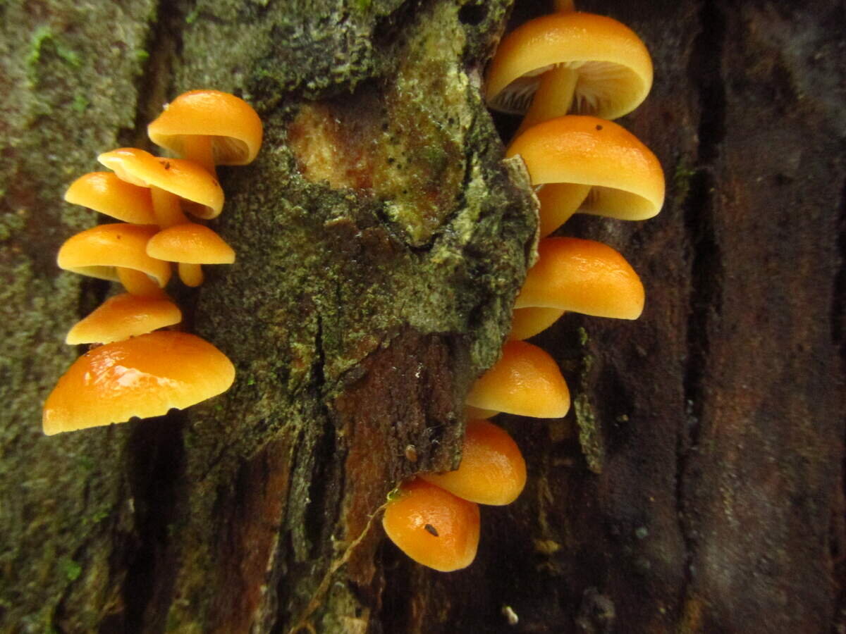 "О﻿пята вновь себя почувствовали грибами" (фото пользователя MikeR)