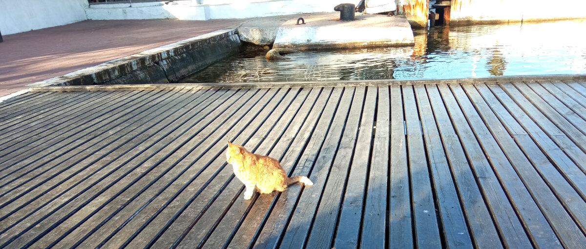 Морской котик ждёт улов 😸