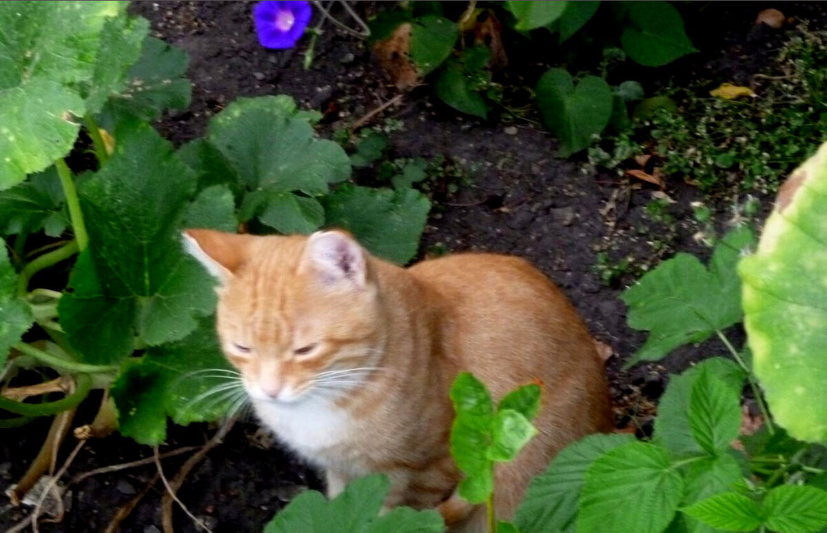 (Фото автора). Летом был стройным. 