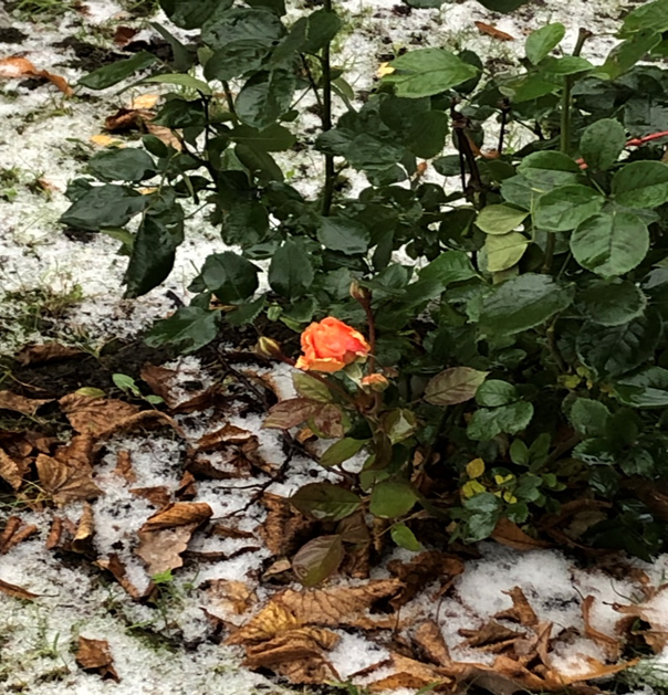 Чайная роза в снегу. Фото автора.