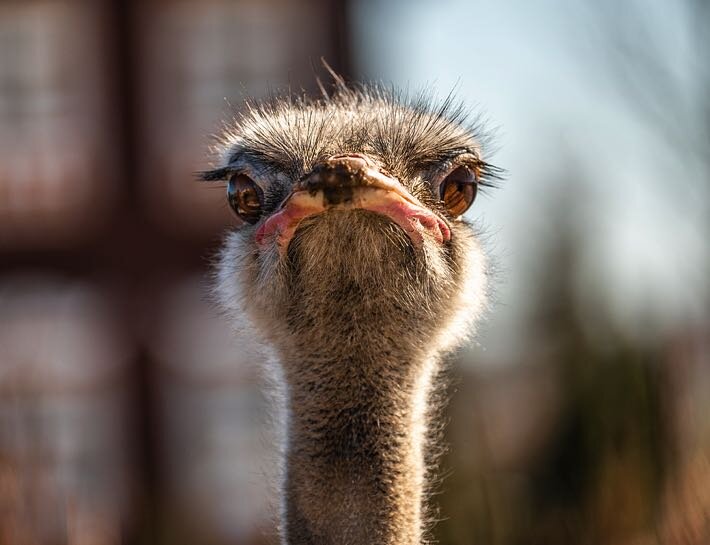 Страусы - еще те милашки :). Фото взято с сайта: www.onlinegamblingwebsites.com
