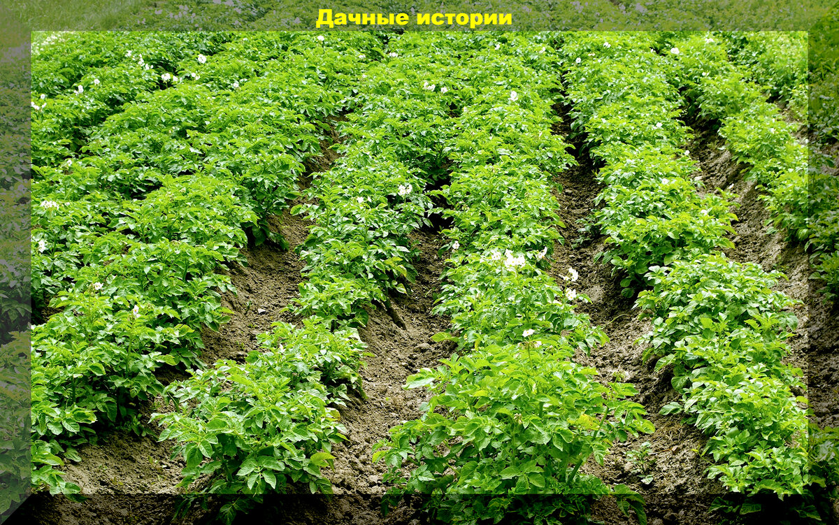 https://vk.com/photo-159774511_457257993